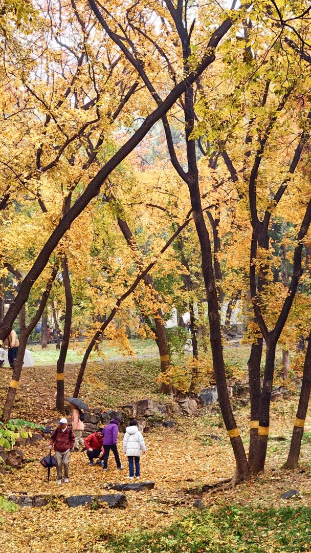 雨落颐和园后溪湖，秋色染透一地金黄