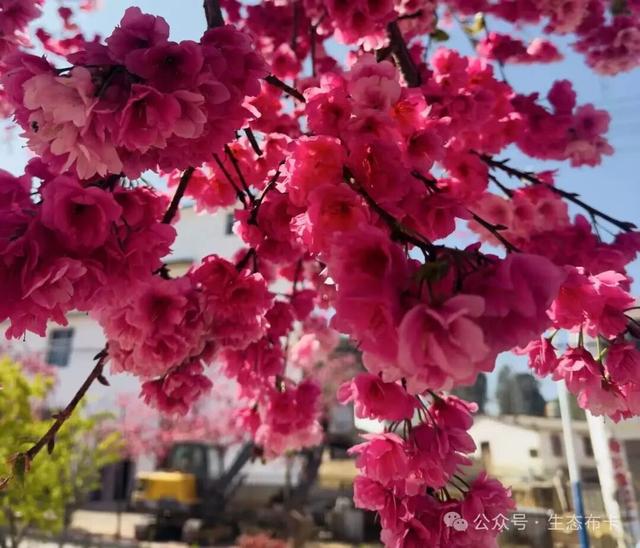 ​来东川拖布卡，赴一场繁花之约！