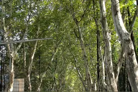 武汉上万棵法国梧桐树完成整形，大多被剪成“杯状”，园林部门：树形优美，可减少飘絮图片