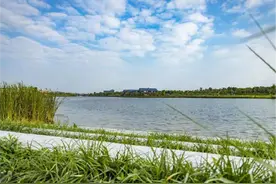 肥西县三河镇：科技助农 水稻种植按下“快进键”图片