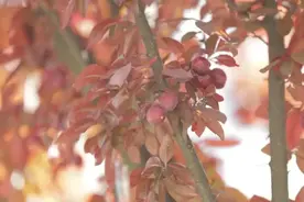 诸暨街头，这种果子大量出现！千万别吃！图片