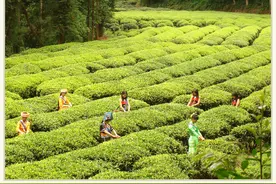 【请你喝杯茶】一杯凤庆滇红茶 品茗匠心味图片