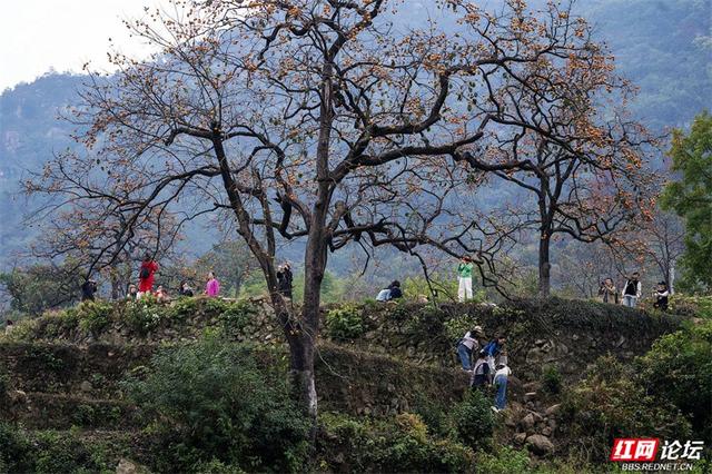秋游时刻丨这颗甜柿，为什么让整个村子变成了诗？