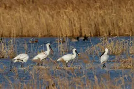 马上评｜上海迎来首个世界遗产，一座生态里程碑！图片