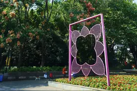 绿色笔记丨秋天的这棵树，你认识吗？图片