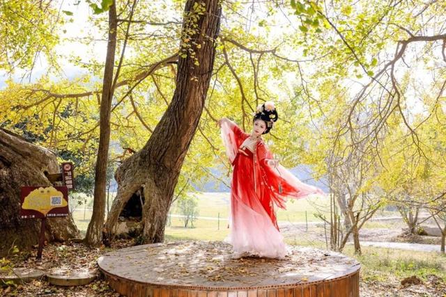 黄都黄了，不如来银杏谷走走