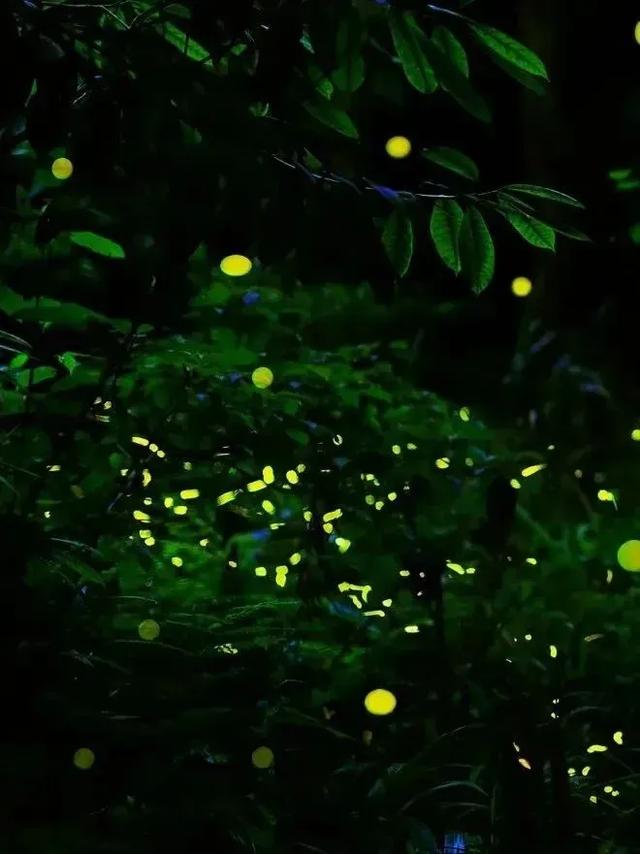今年第一波萤火虫,可!以!看!了!