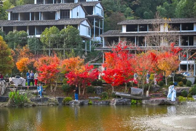 美“枫”了！九峰村迎来颜值巅峰！