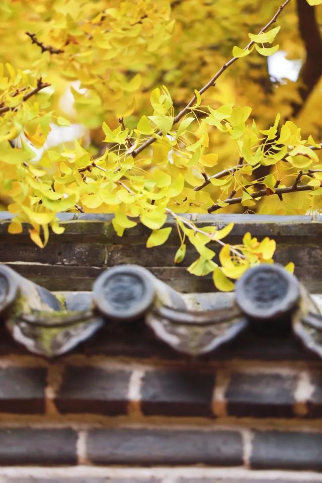 这是今天的千年银杏树，被太阳晒透！巨美！