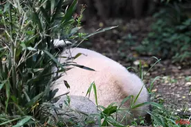 生日派对2小时，“花花”回屋避暑！粉丝：留点遗憾下次再来图片