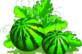 【诉源治理】西瓜品种被“掉包”，损失谁来赔？图片