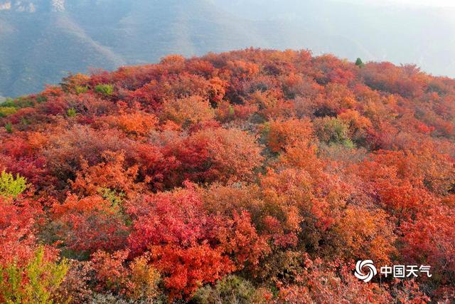 河南紫云山秋色壮丽 如一片红色海洋
