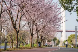 赏樱去！南浦大桥旁竟还藏着一个小众打卡点图片