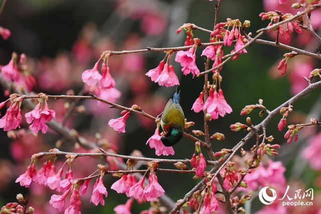 厦门: 樱花初绽放 鸟儿喜闹春