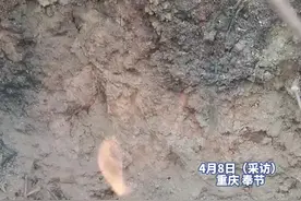 重庆一村庄地里冒气可点燃，当地：已请专家到现场查看，暂未确定成分图片