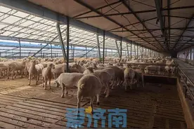 20年的专心培育换来好效益，探访“鲁中肉羊”新品种养殖户盈利秘诀图片