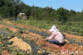 从偶然走红到风靡全国，揭秘“烟薯25”的甜蜜传奇图片