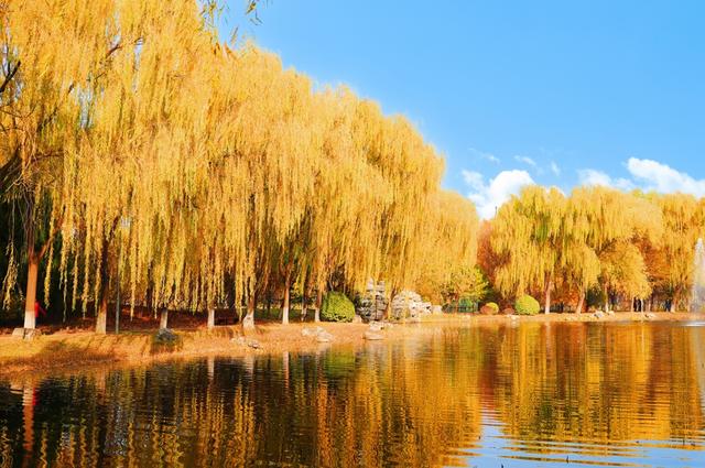 惊艳！身边的北京秋景“天花板”来了！