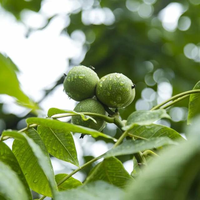 【冬季暖阳 凉山不凉】最全美食美景旅行攻略出炉！第一次来泸沽湖旅游必看！