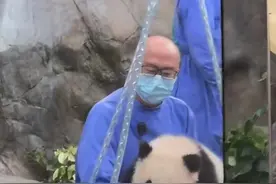 连线参观首对港产大熊猫龙凤胎的游客：非常可爱，现场人很多图片