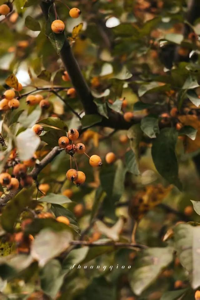 副中心的秋日画板已备好，等你来上色！