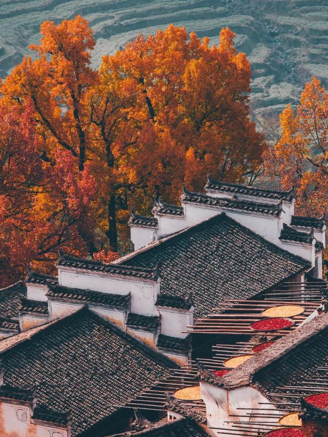 “秋假”第一站！上饶把最美的颜色，“晒”给你看