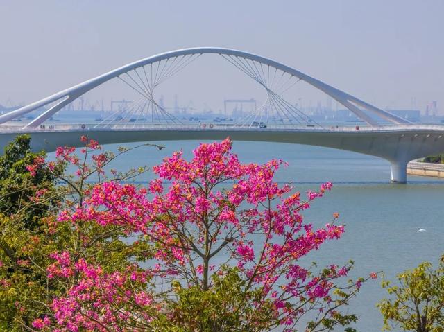 天气正好、花正开，去看粉色的东莞！