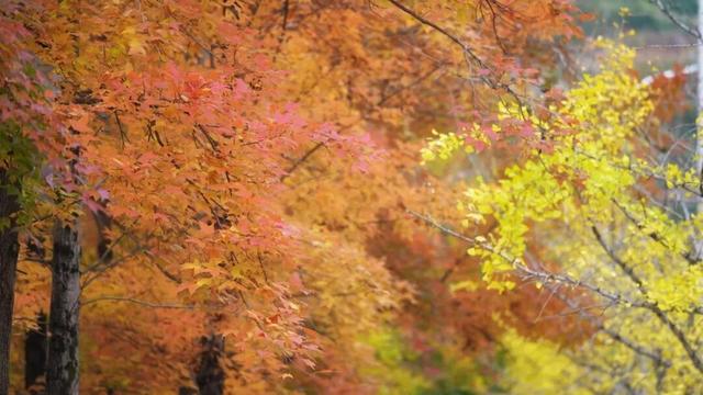 银杏鎏金映红枫 半城诗意半城冬