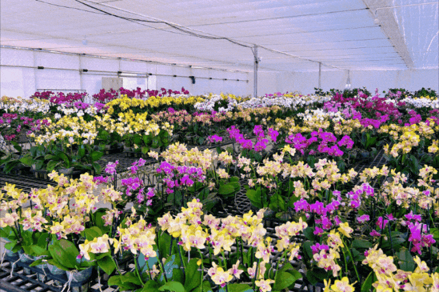 好玩好逛还好吃，关键是“鲜”到离谱！就在闵行这里……