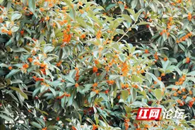 酒香引人痛饮，肉香令人垂涎，为什么桂花的香让人没有饕餮之念？图片