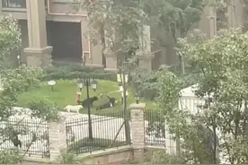 交汇点评 | “恶犬”咬人，也咬出城市管理“短板”图片