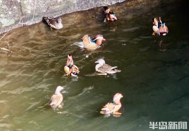 十余只鸳鸯“做客”崂山龙潭水库 深秋生态画卷添灵动生机