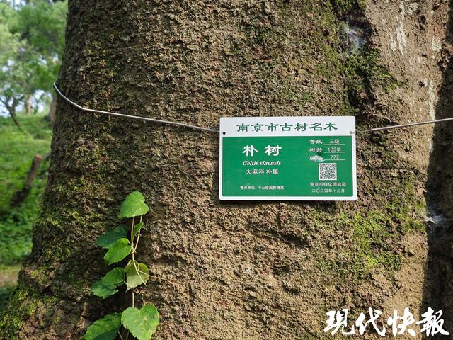 南京百年朴树“树张力”拉满，要四个人手拉手才能环抱