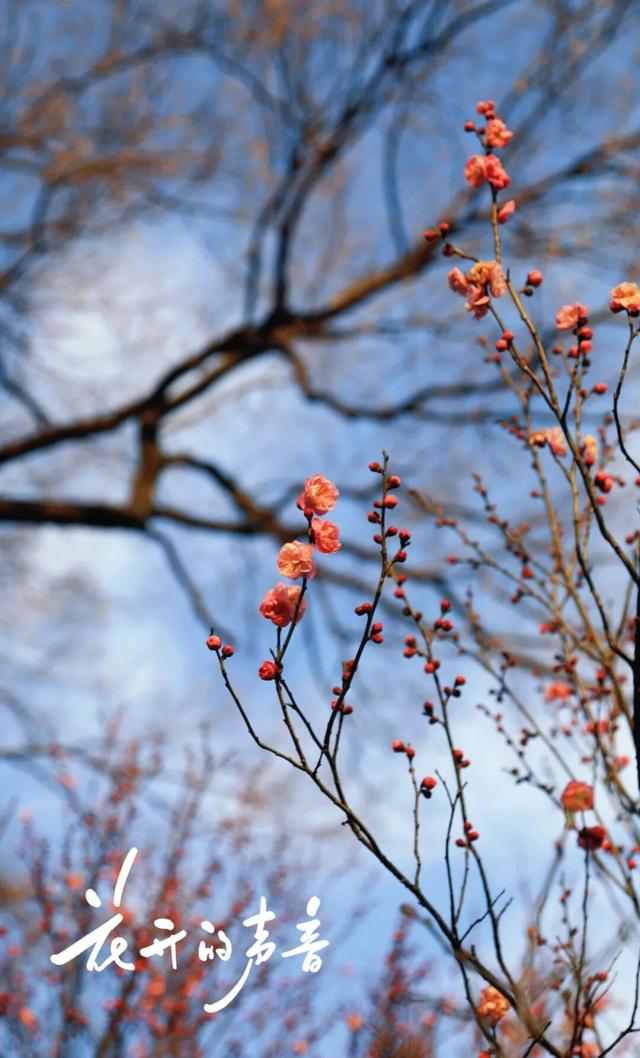 梅花山早梅“剧透”！盛花期在……