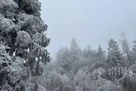 广西下雪了！强冷空气发力，气温还要降！多趟高铁已停运图片