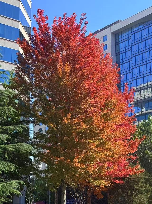 今日北京晴朗微风，有空走走，赏秋正当时