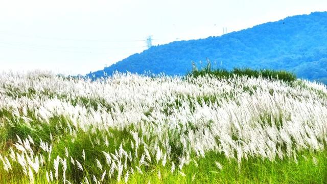 清城芦苇荡：隐藏在城市边缘的秋日童话
