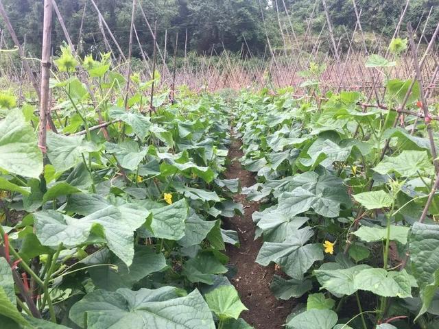 后坝村：既有红色记忆，更有绿水青山