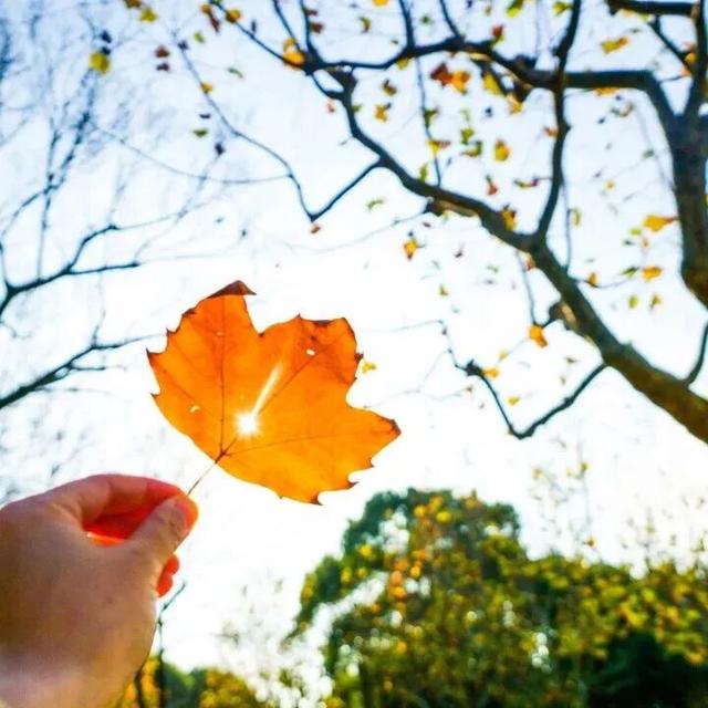 惊艳！身边的北京秋景“天花板”来了！