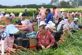 构建全产业链体系 助推“罗平小黄姜”产业升级图片
