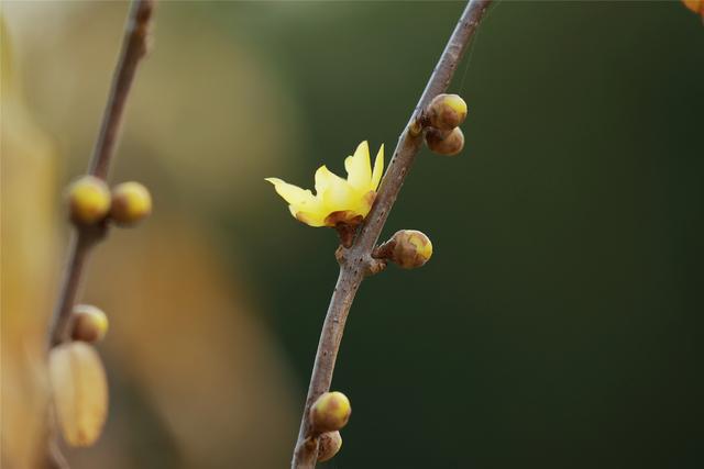 商视界｜柘城县：千树园蜡梅迎冬绽放