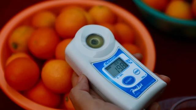 C位出道！大将镇金桔王新鲜出炉！