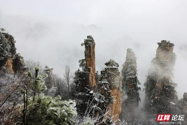 【每日一图@湖南】张家界冬日限定奇观！峰林裹银装，雾凇美出圈