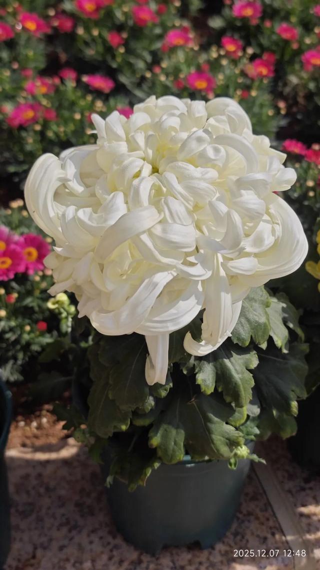 免费开放！持续21天！2025东湖公园菊花赏来啦~