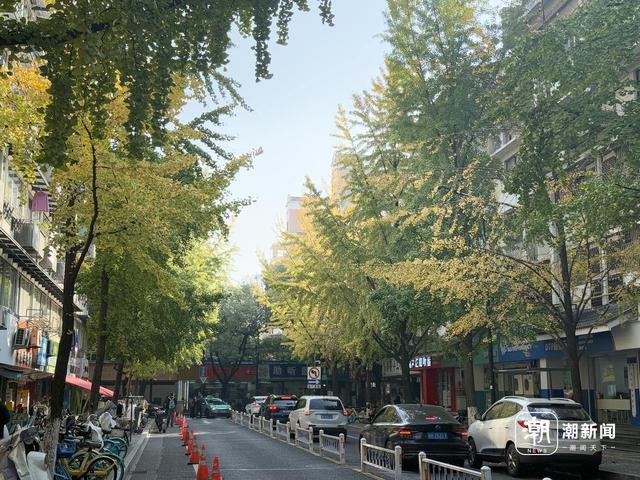 清吟街银杏正在变色，科技园里已落叶成诗，杭州秋日限时款美景渐入佳境