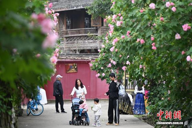 四川成都：芙蓉花扮靓红墙黛瓦 市民打卡古风古韵景观