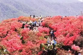 10000亩！木兰云雾山杜鹃花开满整个春天…图片