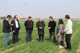 春耕见闻 | 麦田青青话“粮芯”图片