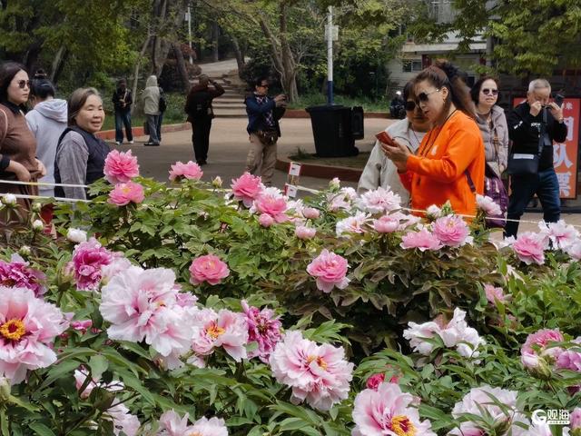 国色倾城！快来中山公园，赴一场牡丹之约