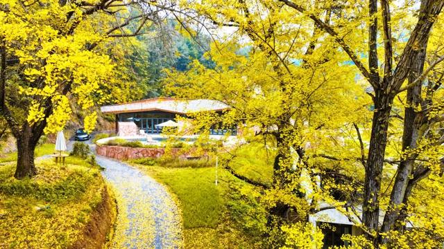 网上爆火的“银杏伞”，在银杏谷……